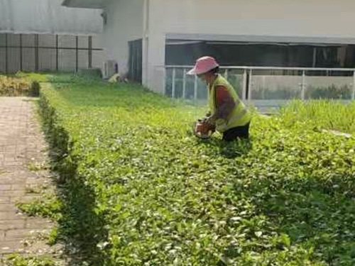 綠化養(yǎng)護(hù)