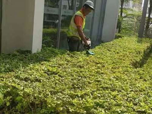 綠化養(yǎng)護(hù)